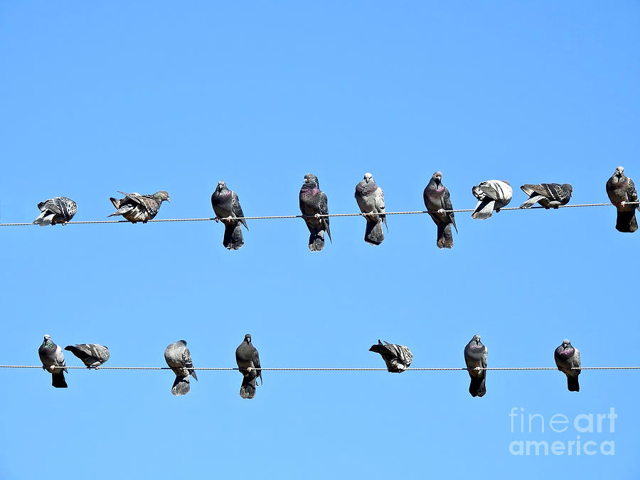 Pigeons on a Wire Photograph by Beth Myer Photography