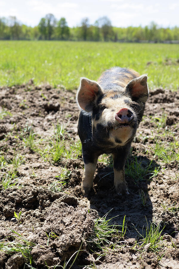 Piggy Photograph by Brian Allen Piggy Photograph by Brian Allen