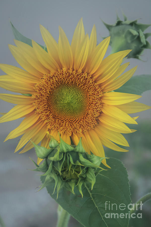 Piggyback Sunflower Photograph by Janice Pariza