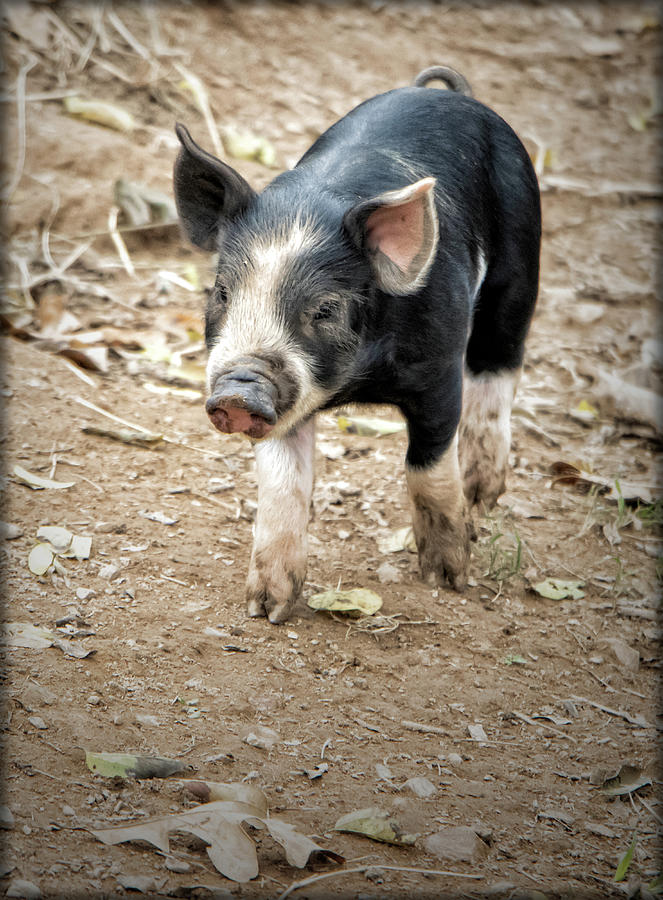 Piglet  Photograph by Elaine Malott