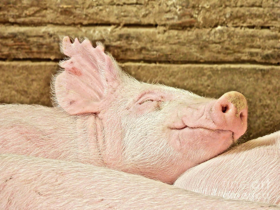 Piglet Napping Photograph by Beth Myer Photography