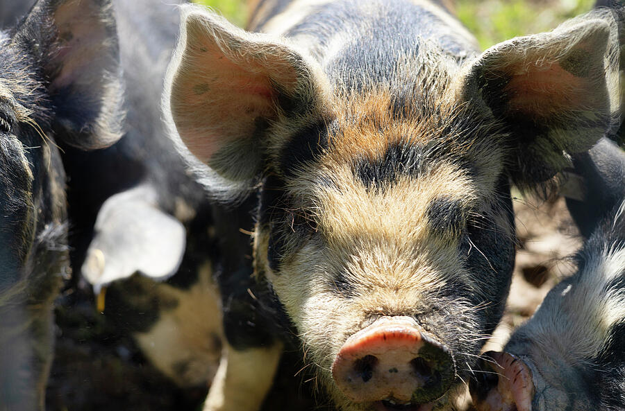 Piglets Close Up Photograph by Brian Allen Piglets Close Up Photograph by Brian Allen