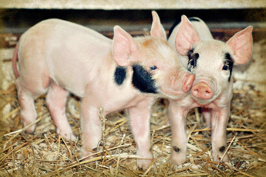 Piglets in a Poke Photograph by Carrie Ann Grippo-Pike