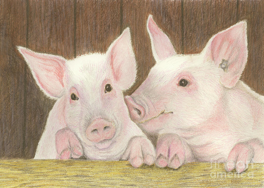 Piglets Drawing by Jackie Irwin