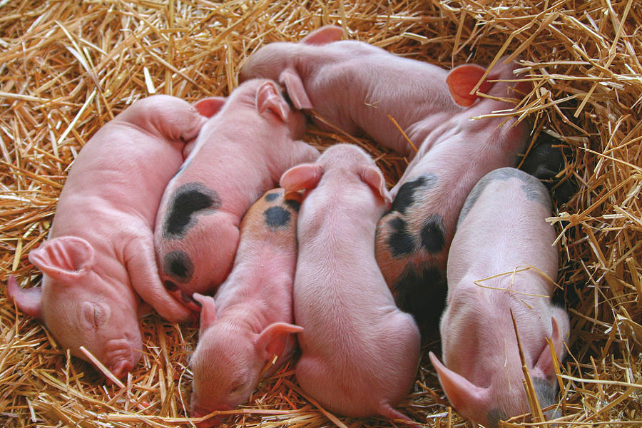 Piglets Photograph by Sally Bauer