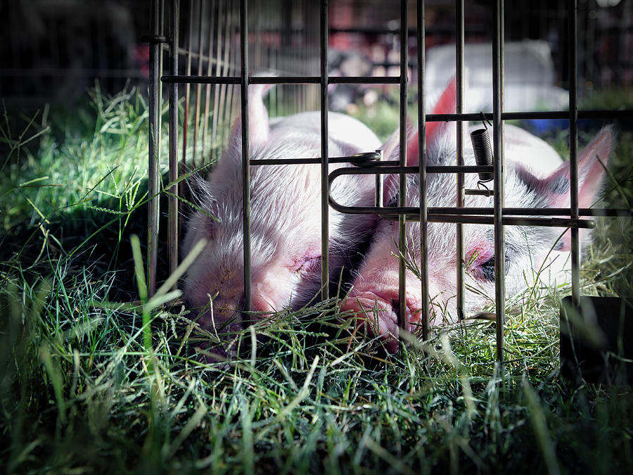 Piglets Photograph by Bill Chizek