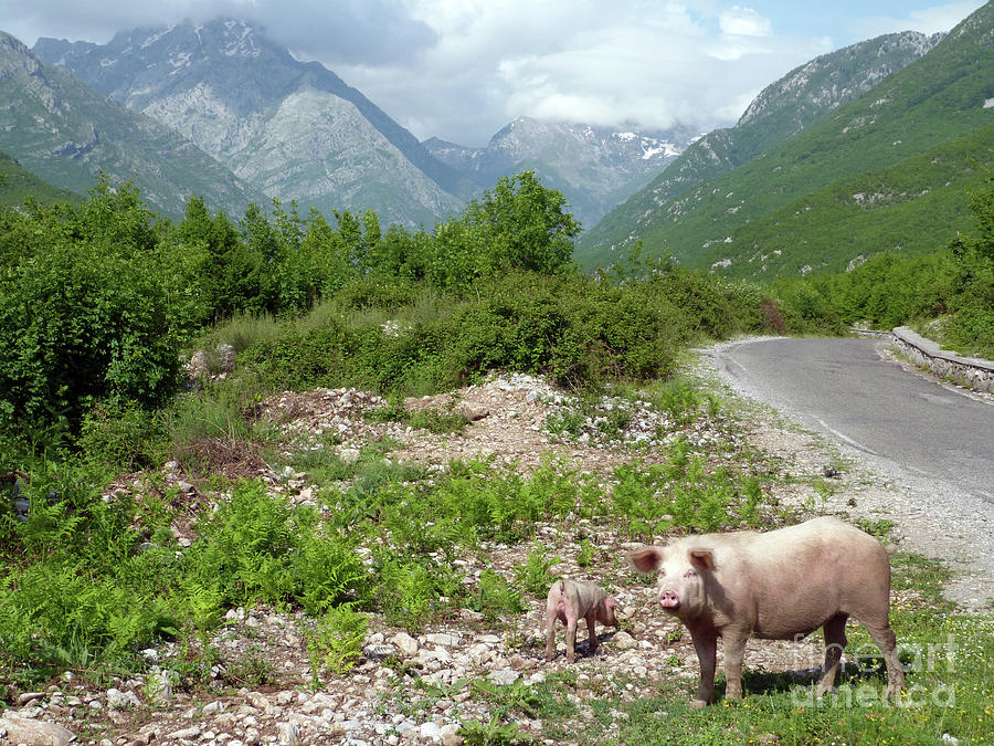Pigs by the road to Theth - Albania Photograph by Phil Banks