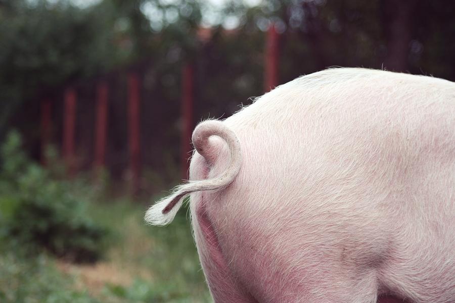 Pigs curly tail Photograph by By Julie Mcinnes
