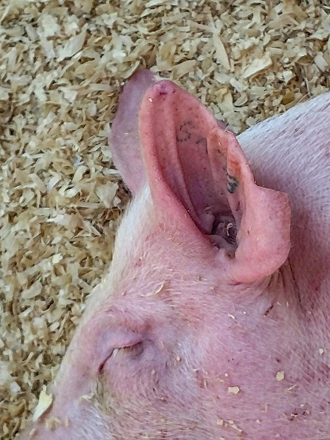 Pigs ear Photograph by Bruce Carpenter