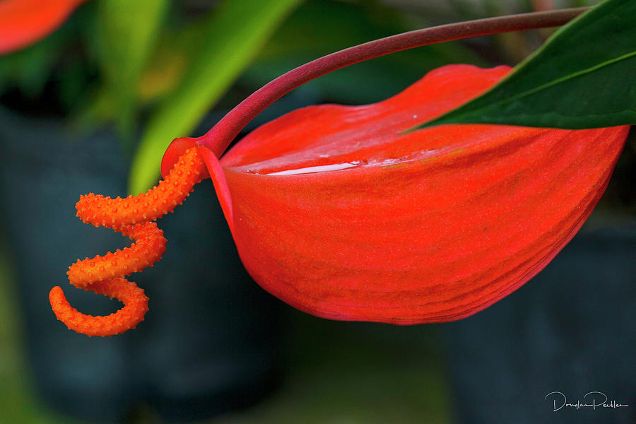 Pigtail Anthurium Photograph by Douglas Peebles - Fine Art America