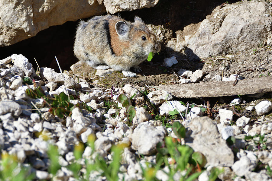 Pika Eating Photograph By Jeff Macklin Pixels