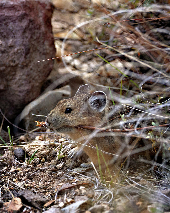 Pika Photograph by Lana Trussell