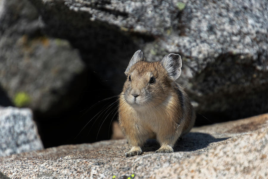 Pika Photograph by Laura Terriere