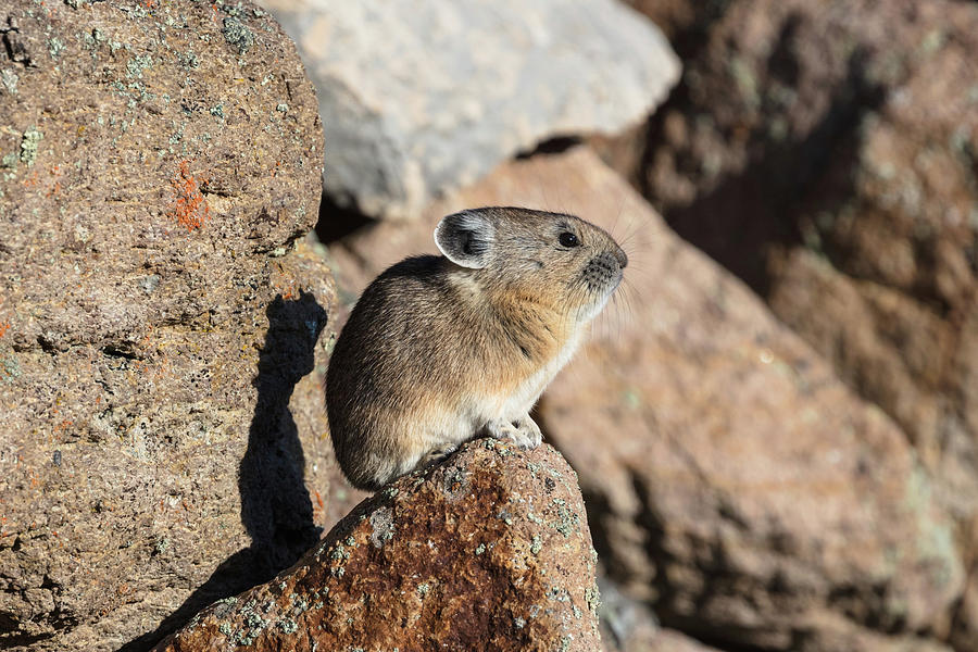 Pika, Ochotona princeps, Yellowstone National Park Photograph by The Yellowstone Collection Pika, Ochotona princeps, Yellowstone National Park Photograph by The Yellowstone Collection