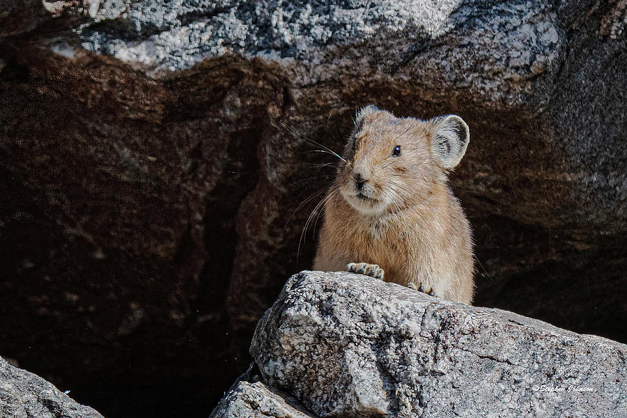 Pika Peering out of Rocks Photograph by Stephen Johnson