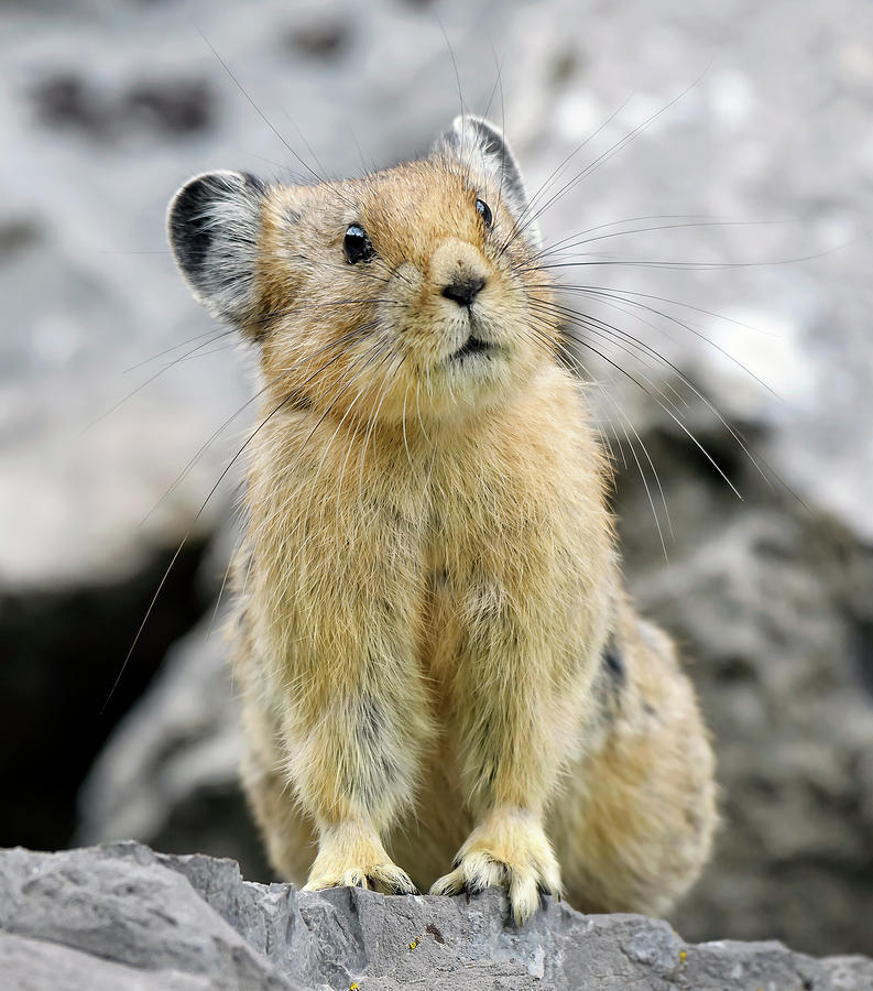 Pika Portrait Photograph by Downing Photography - Fine Art America