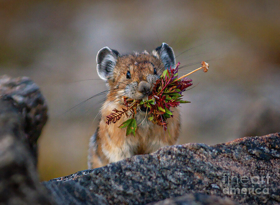 Pika,s Dinner Photograph By Kirk Siegler - Fine Art America