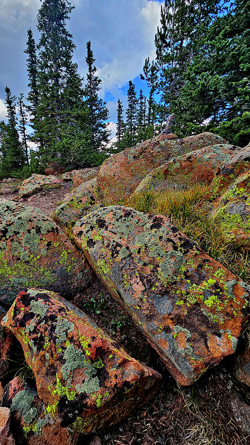 Pike Forest Lichens Photograph by Ray Mathis Pike Forest Lichens Photograph by Ray Mathis