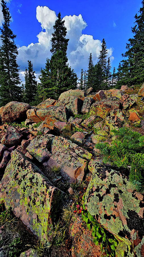 Pike National Forest Photograph by Ray Mathis Pike National Forest Photograph by Ray Mathis