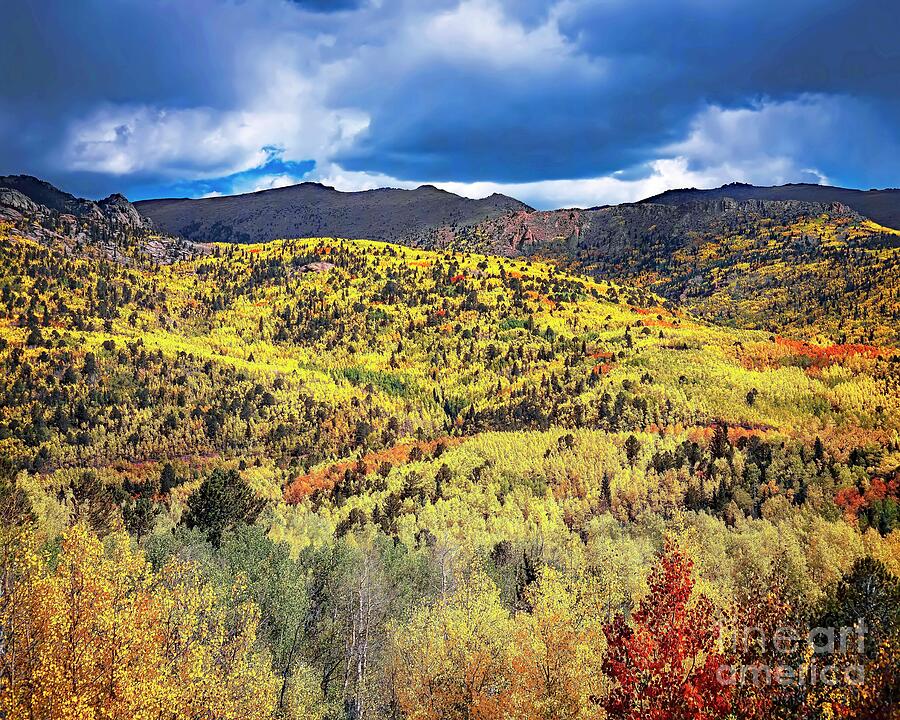 Tree Photograph - Pikes Peak Autumn by Jon Burch Photography