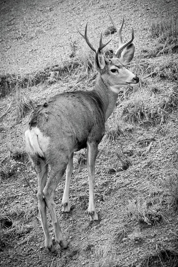 Pikes Peak Buck Photograph by Tara Krauss