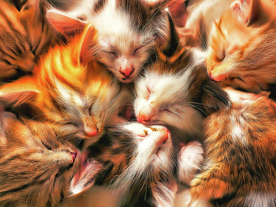 Orange Photograph - Pile-O-Kittens by Pete Federico Orange Photograph - Pile-O-Kittens by Pete Federico