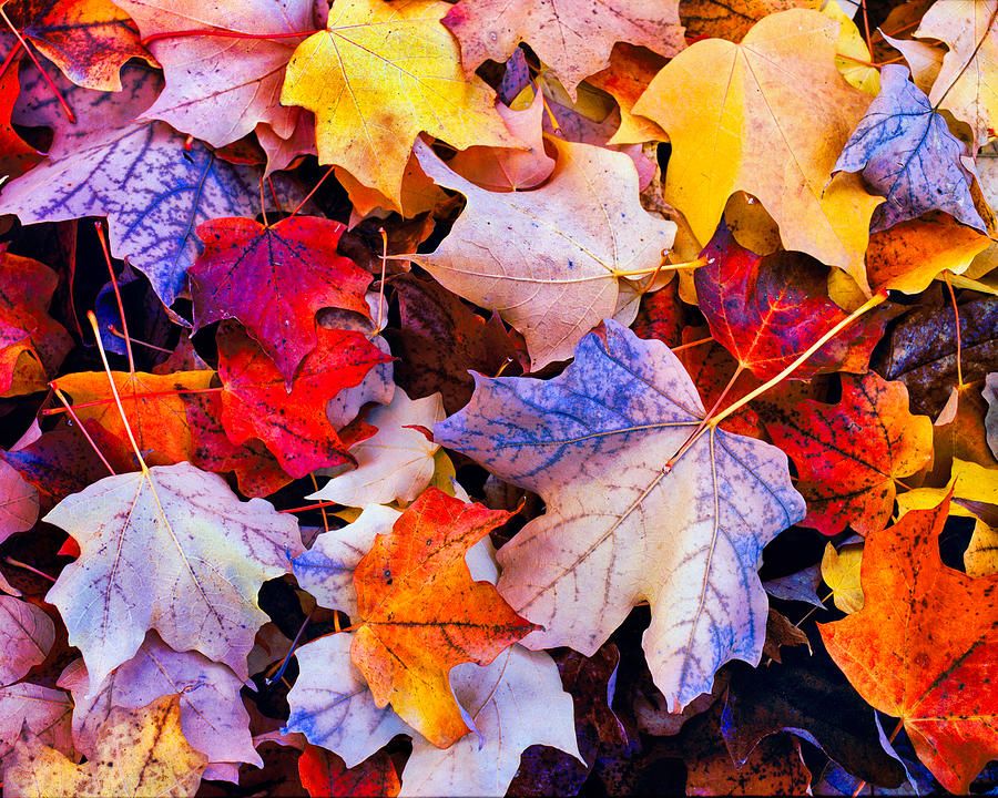 Pile of Autumn Leaves Photograph by Russ Considine