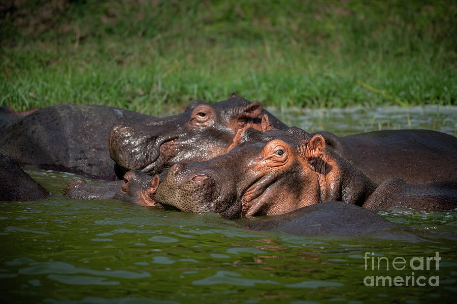 Wildlife Photograph - Pile of Hippos by Jamie Pham