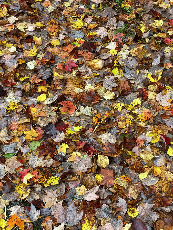  Kaleidoscope Of Autumn Leaves Photograph by Deborah League