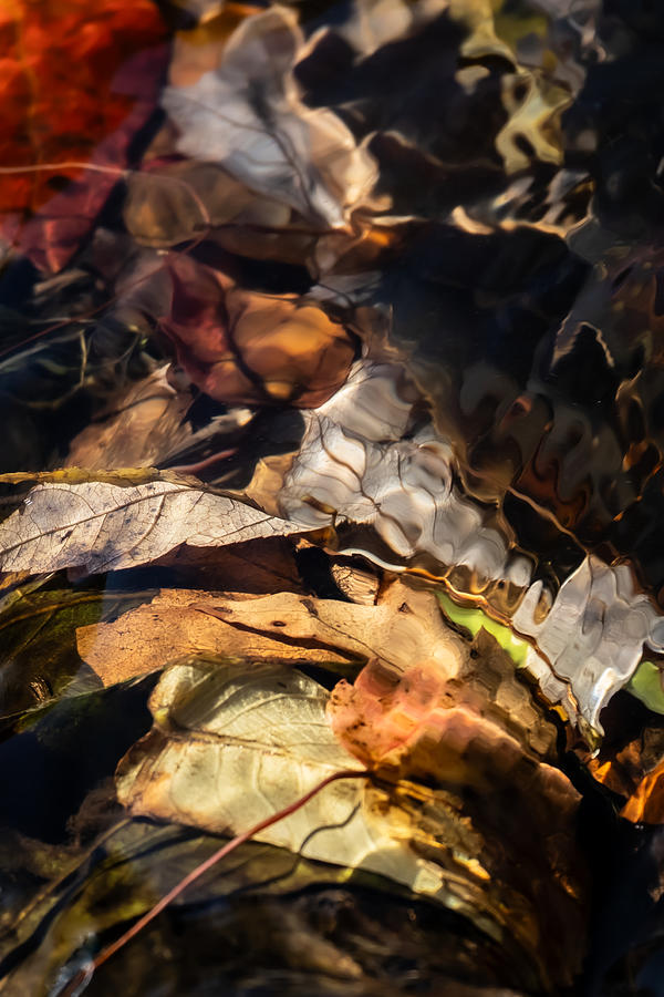 Pile of Leaves in Water Photograph by Linda Bonaccorsi