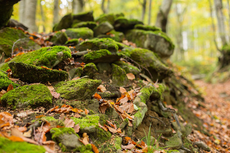 Pile of stones covered with moss Photograph by Rrvachov