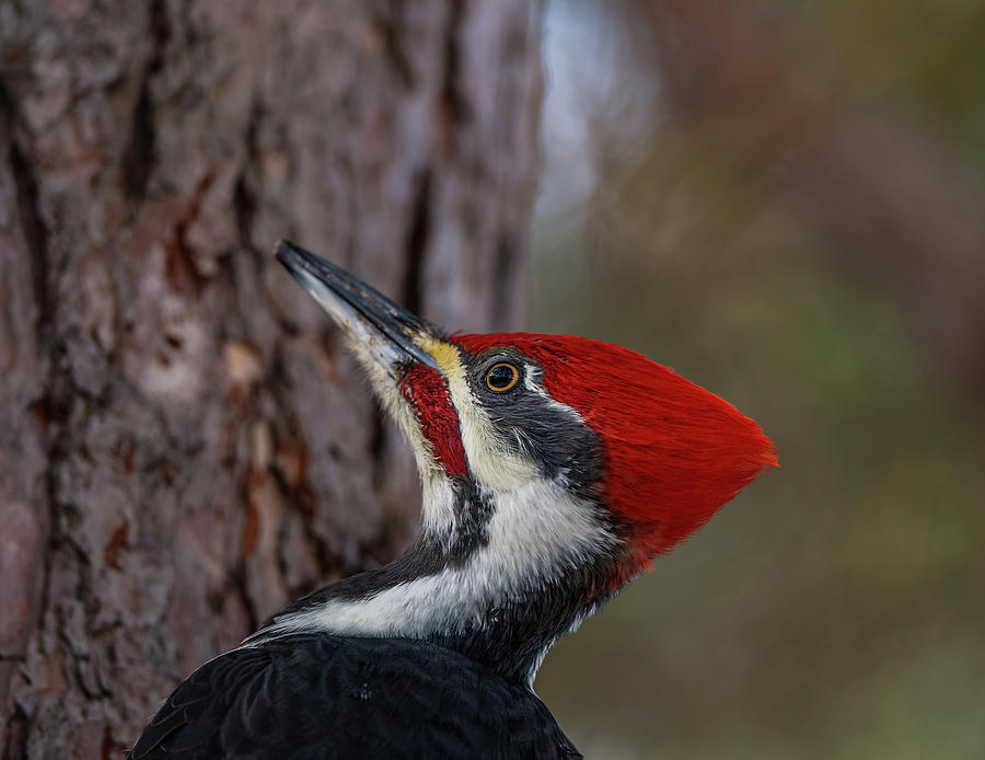 Pileated Woodpecker Close Up Photograph by Bohdan Tkaczyk