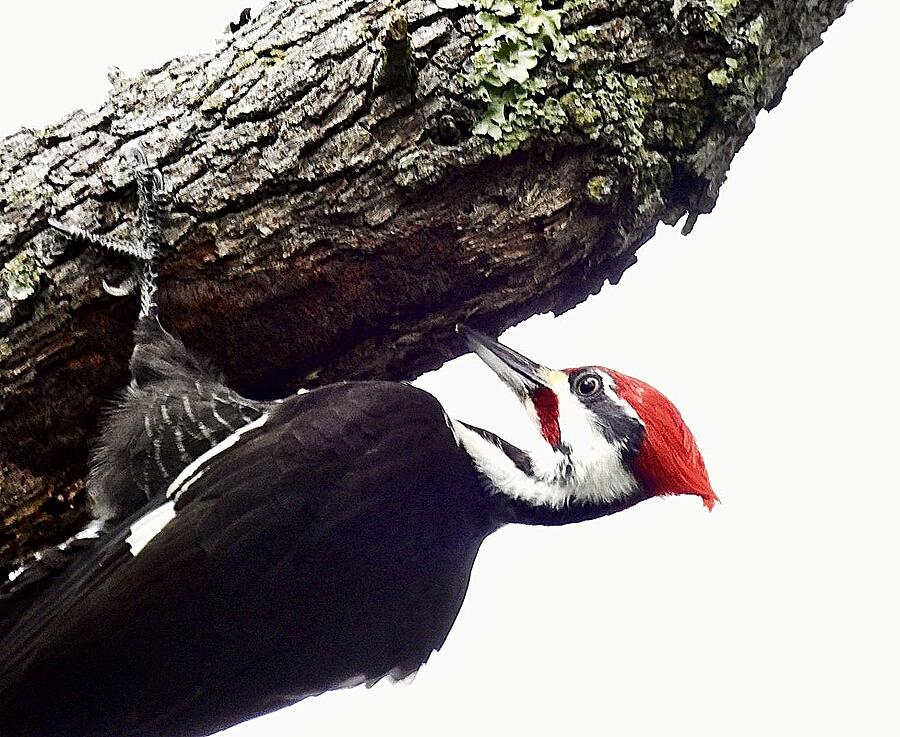 Pileated Acrobat Photograph By Tory Wilcox - Fine Art America