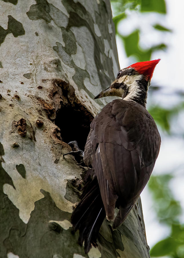 Pileated at Nest Photograph by Brian Shoemaker