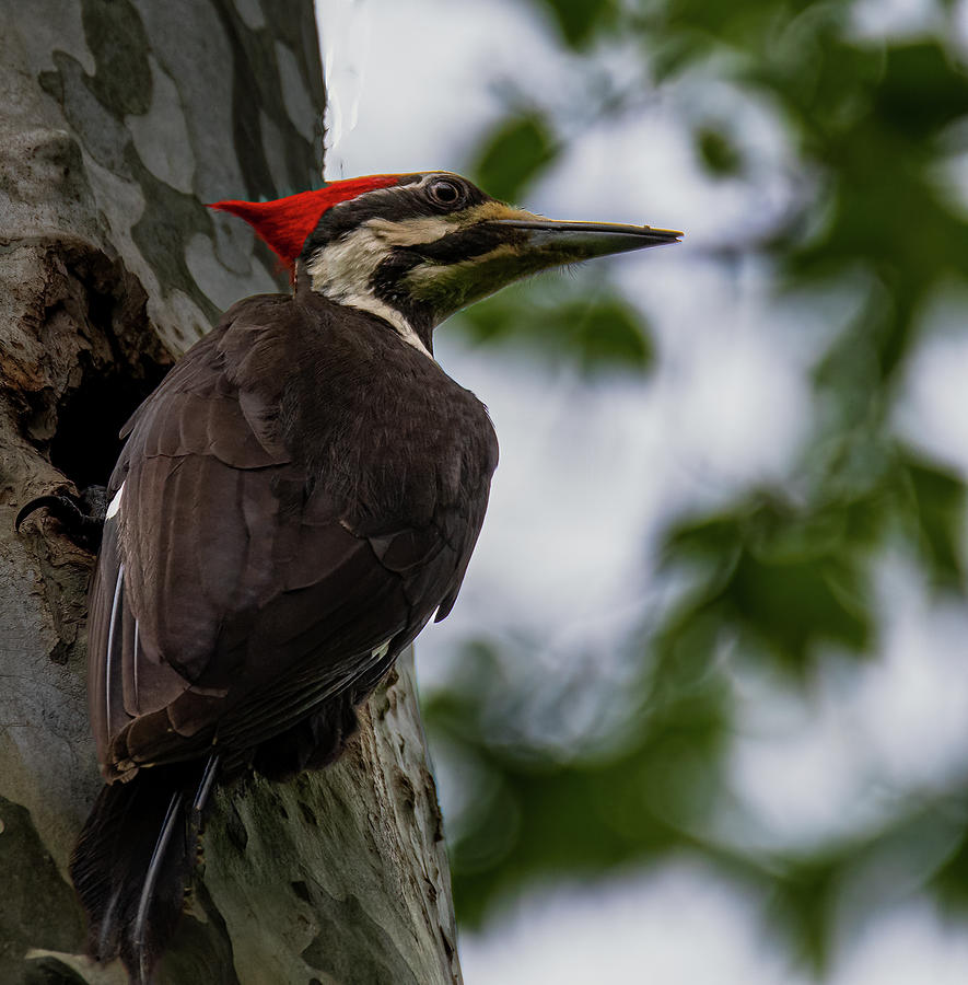 Pileated  Photograph by Brian Shoemaker