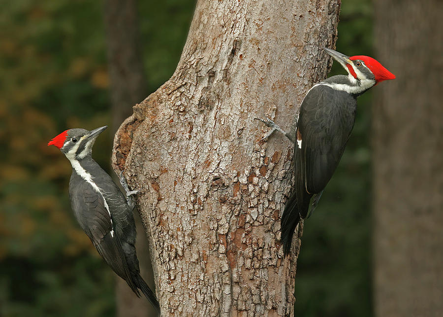 Pileated Couple Photograph by Gina Fitzhugh