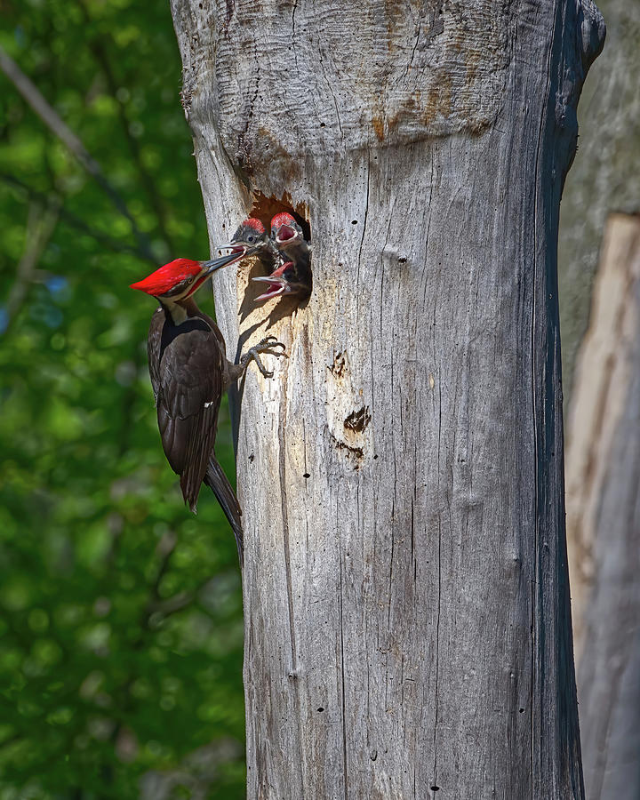 Pileated Dad with 3 Chicks #1 Photograph by Flinn Hackett