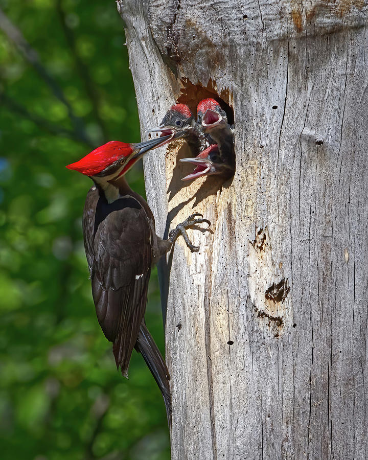 Pileated Dad with 3 Chicks Photograph by Flinn Hackett