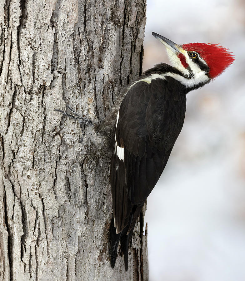 Pileated Exposed Photograph by Art Cole