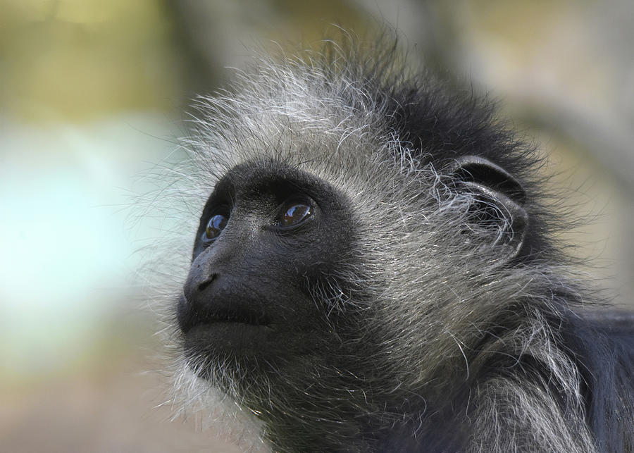 Pileated Gibbon infant Photograph by Gareth Parkes