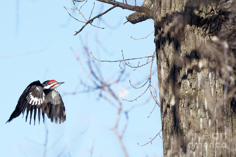 Pileated in Flight Photograph by Natural Focal Point Photography