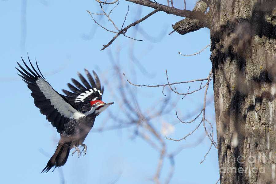 Pileated in Flight2 Photograph by Natural Focal Point Photography