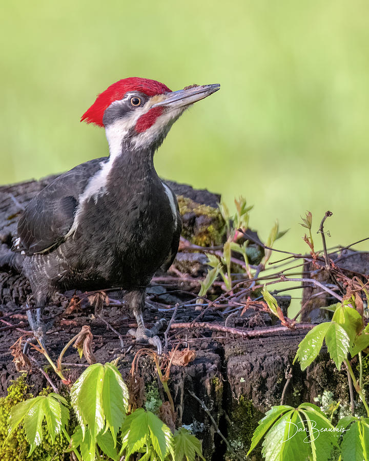 Pileated On A Stump #6068 Photograph