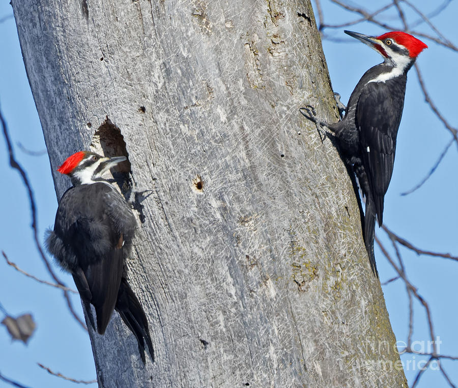 Pileated Pair in Mississippi River Bottoms In Minnesota Photograph by Natural Focal Point Photography