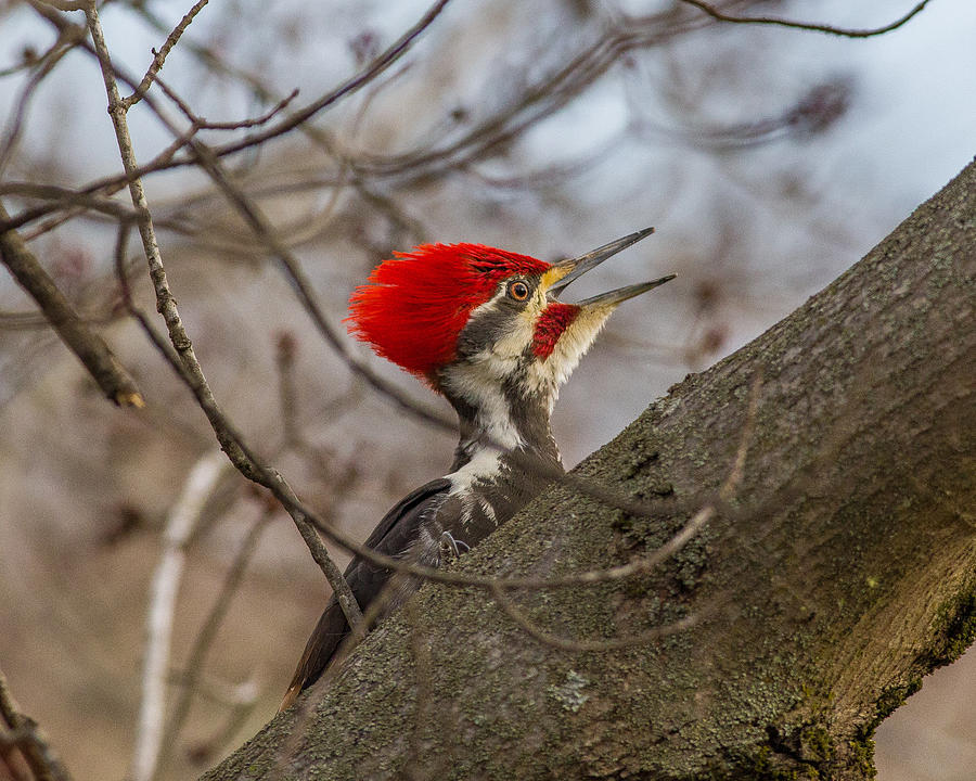 Woodpecker Photograph - Pileated Portrait by Kevin Craft