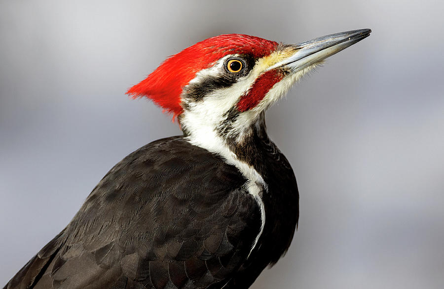 Pileated Profile Photograph by Art Cole
