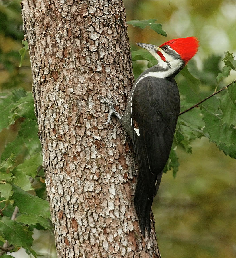 Pileated Profile Photograph by Gina Fitzhugh