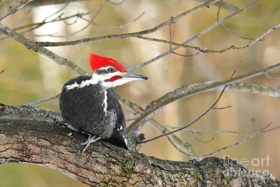 Pileated Woodpeacker Photograph by Lila Fisher-Wenzel