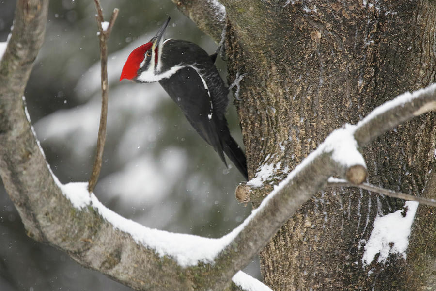 Pileated Woodpecker 2 Photograph by Brook Burling