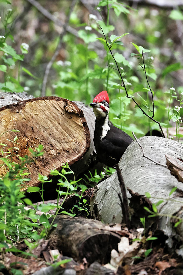 Pileated Woodpecker 2 Photograph by Doolittle Photography and Art